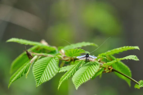 Yeşil uzun boynuzlu (Adela reaumurella) yakın plan. Yeşil bahar ormanındaki uzun boynuzlu periler