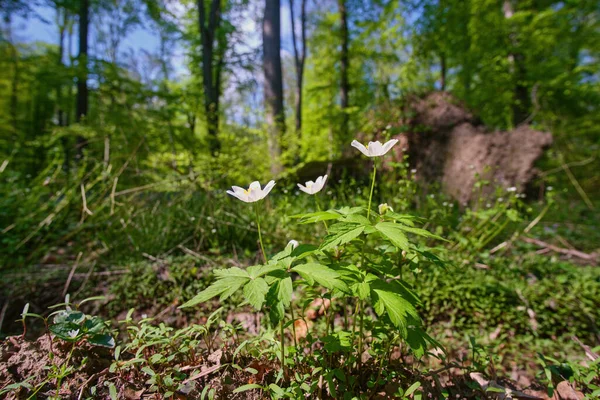 Tres Anémonas Blancas Florecientes Bosque Verde Primavera —  Fotos de Stock