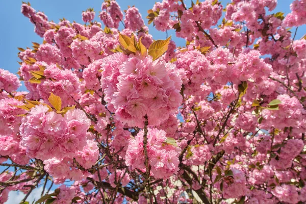 stock image Blooming pink sakura on a cloudless spring day. Bright spring flowers, natural texture