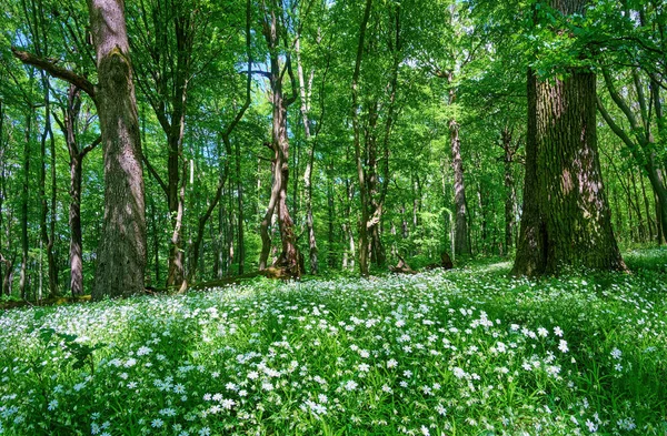 Clairière Forestière Avec Fleurs Blanches Florissantes Stellaria Starwort Stitchwort Pintade — Photo