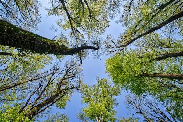 Coroas Árvores Numa Floresta Verdejante Vista Inferior Ângulo Largo — Fotografia de Stock