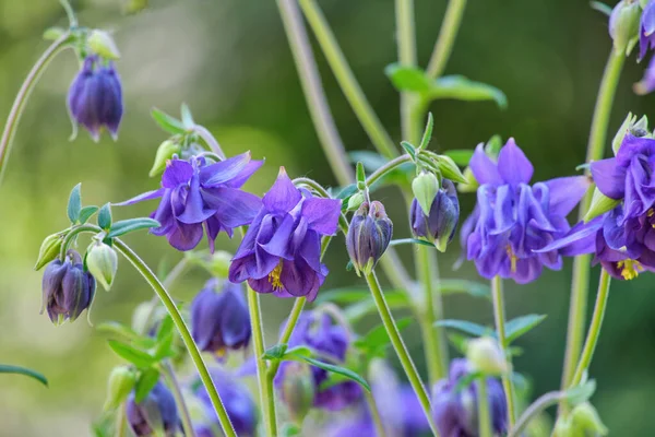 Mavi Aquilegia çiçekleri kapanıyor. Bahar bahçesi bitkisi güneşli bir günde