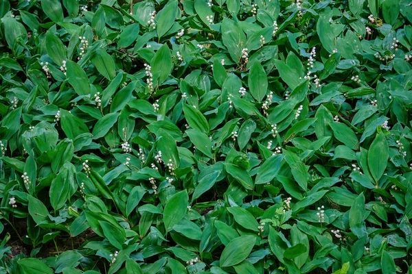Lírios Florescentes Vale Cima Flores Brancas Folhas Verdes Textura Vegetal — Fotografia de Stock