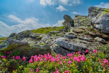 Çiçek açan pembe Rhododendron myrtifolium (syn. Rododendron kotschyi) büyük taşların yanında. Ukrayna Karpatlarının güzel kır çiçekleri