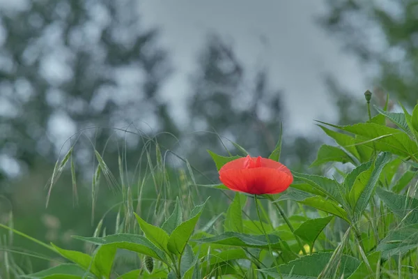 緑の草の間で野生の赤いケシ 夏の自然背景 ソフトフォーカス レトロレンズ — ストック写真