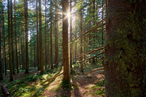 Coucher Soleil Dans Une Forêt Conifères Belle Soirée Été Rayons — Photo