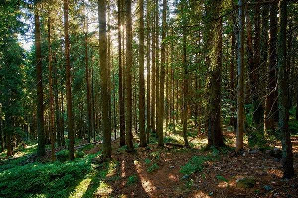 Naplemente Egy Tűlevelű Erdőben Gyönyörű Nyári Este Napsugarak Illatos Fenyők — Stock Fotó