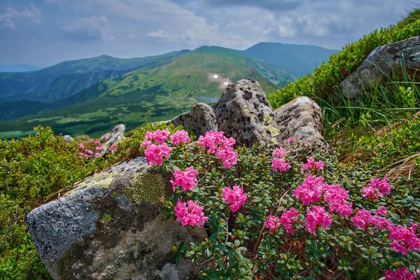 Çiçek açan pembe Rhododendron myrtifolium (syn. Rhododendron kotschyi) Büyük kayaların yakınında bir dağ manzarasına karşı. Ukrayna Karpatlarının güzel kır çiçekleri