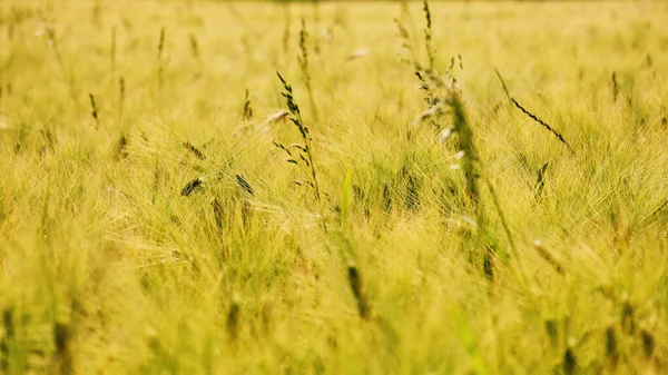 stock image Golden tops of rye in a field with shallow depth of field. Beautiful summer texture