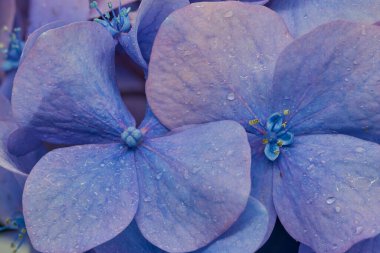 Ortanca yaprakları çok yakın. Güzel çiçek deseni, bir çiçeğin makro fotoğrafı.