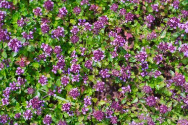Thymus Serpilllum bitkisi, Breckland kekiği. Breckland vahşi kekik, sürünen kekik, ya da elf kekik çiçekleri. Yukarıdan bak, yakın plan. Doğal tıp. Mutfak malzemeleri ve yaşam alanındaki mis kokulu baharat.