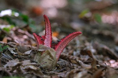Clathrus archeri (Lysurus archeri, Anthurus archeri, Pseudocolus archeri), genellikle ahtapot boynuzu ya da şeytanın yakın plandaki parmakları olarak bilinir.