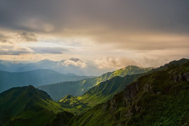 Sisli bir sabahta dramatik dağ manzarası. Karpat rhododendronunun pembe çiçekleri yeşil bitki örtüsü arasında parlıyor. Yaz mevsiminde Pip İvan Marmaroshsky dağının yamaçlarında