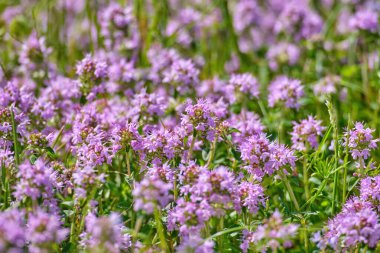 Çiçekli pembe otlar, Thymus Serpilllum, Breckland yabani kekik, sürünen kekik ya da elf kekiği. Yaz tarlasında güzel bir ilaç ve yiyecek bitkisi.