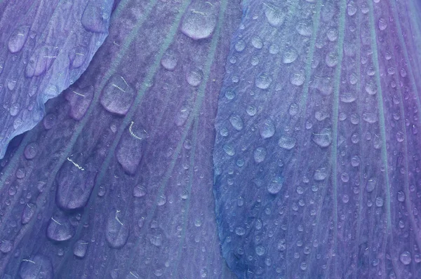 Su damlacıklı gül yaprakları çok yakından düşer. Bir yaz çiçeğinin makro fotoğrafı