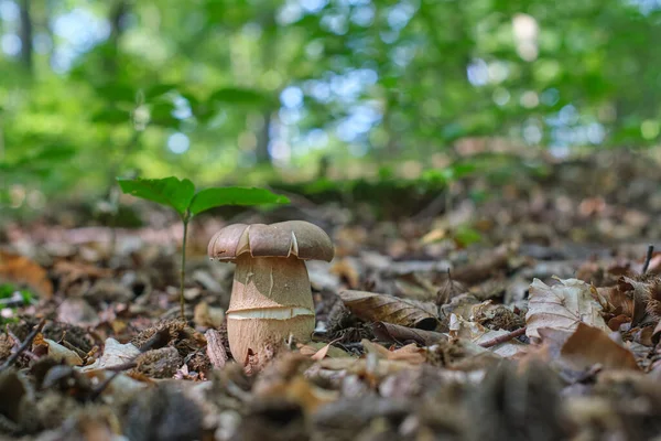 Βρώσιμα Μανιτάρια Boletus Στο Θερινό Δάσος Καπάκι Του Μανιταριού Έσπασε — Φωτογραφία Αρχείου