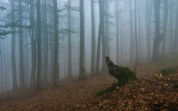 An old snag in a foggy forest. Wet morning in the wild, mystical mood of a hazy forest
