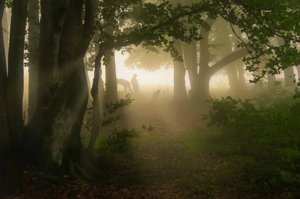 Казковий Туманний Ранок Літньому Лісі Силуети Людей Дифузному Світлі Раннього — стокове фото