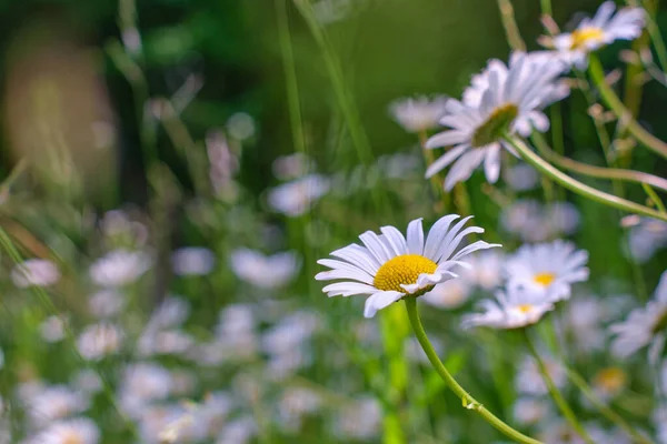 stock image Tripleurospermum inodorum, common names scentless false mayweed, scentless mayweed, wild chamomile and Baldr's brow close-up in a summer field