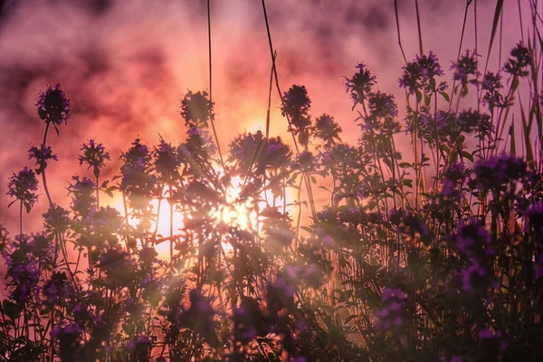 Thymus Serpilllum bitkisi, Breckland kekiği. Vahşi çayırlık kekik, sürünen kekik, ya da elf kekik çiçekleri.