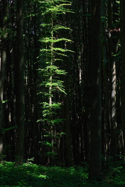 Groene Boom Een Schaduwrijk Zomerwoud Sfeervolle Zomer Bos Achtergrond — Stockfoto