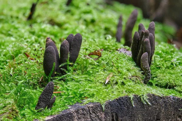 Xylaria polymorpha, genelde ölü adamın parmakları olarak bilinir. Yaz ormanında yeşil yosun arasında saprobik mantar