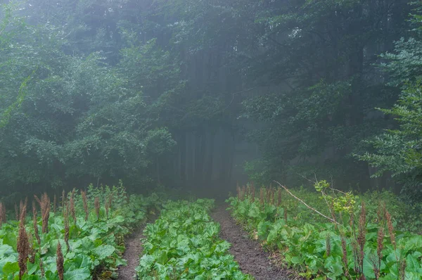 Rumex Confertus Orosz Dokk Által Benőtt Szennyezett Útmező Ködös Erdőbe — Stock Fotó