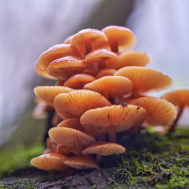 Doğal ortamda yenilebilir Flammulina mantarı.