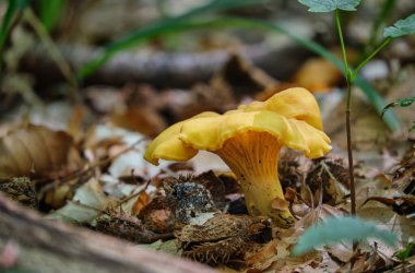 Lezzetli ve sağlıklı mantar Cantharellus cibarius, Avrupa 'da yakın plan bir ormanda girolle olarak da bilinir.