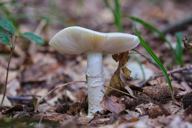 Amanita falloides, genellikle ormanda yakın plan ölüm şapkası olarak bilinir. Vahşi doğada ölümcül derecede zehirli bazidiyomicete mantarı