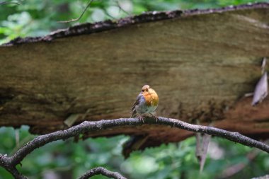 Avrupa bülbülü (Erithacus rubecula), ormandaki nar bülbülü veya nar bülbülü olarak bilinir.