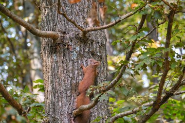 Sonbahar ormanlarında meşe ağacının üzerinde kırmızı sincap.