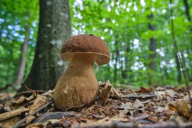 Ormanda büyük bir mantar mantarı. Harika mantar, lezzetli ve besleyici.