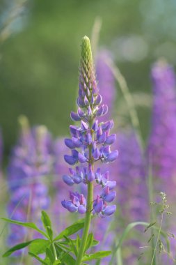 Yakın plan pembe Lupinus (lupin, lupine, bluebonnet) çiçekleri sığ alan derinliği ve yumuşak bokeh. Vahşi çiçeklerle dolu güzel bir yaz filmi.