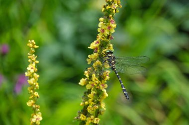 Nadir bulunan yusufçuk Cordulegaster bidentata sarı Verbascum nigrum çiçekleri