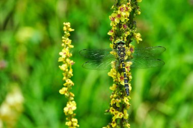 Nadir bulunan yusufçuk Cordulegaster bidentata sarı Verbascum nigrum çiçekleri