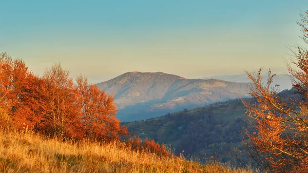 Dağlarda resim gibi bir sonbahar sabahı. Ekim Ormanı 'nın altın yaprakları. Karpatlar 'da güneşli bir sonbahar
