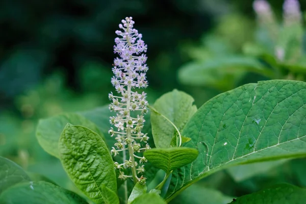 Phytolacca americana çiçekleri, ayrıca Amerikan pokeweed, pokeweed, poke sallet, yaban mersini ve mürekkep üzümü olarak da bilinir. Yaşam alanındaki zehirli, bitkisel bitkiler.