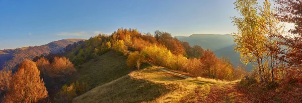 Dağlarda resim gibi bir sonbahar sabahı. Ekim Ormanı 'nın altın yaprakları. Karpatlar 'da güneşli bir sonbahar