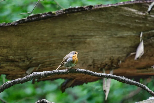 European Robin Erithacus Rubecula Known Simply Robin Robin Redbreast Forest — Stock Photo, Image