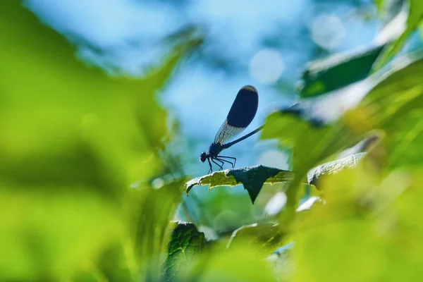 Yusufçuk yeşil yapraklar üzerinde matmazel (Calopteryx splendens) bantladı. Güzel böcekli yaz sahnesi