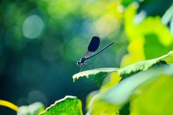 Yusufçuk yeşil yapraklar üzerinde matmazel (Calopteryx splendens) bantladı. Güzel böcekli yaz sahnesi
