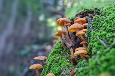 Yeşil yosunların arasında Galerina marginata mantarları. Kozalaklı bir sonbahar ormanında ölümcül zehirli mantar.