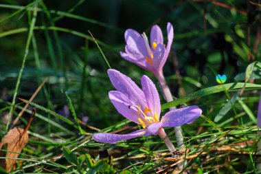 Colchicum Autumnale, yaygın olarak güz gülü, çayır safranı, çıplak erkekler ya da çıplak kadınlar olarak bilinir. Güzel zehirli sonbahar çiçekleri çiy damlalarında çiçek açıyor.