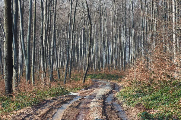 Kışın başında orman yolu. Soğuk hava, monotonluktaki su donmuş.
