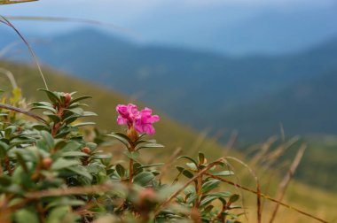 Çiçek açan pembe rhododendron bir yaz akşamında bir dağ yamacına yakın çekim yapıyor.