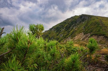 Güneşli bir sabahta Pip İvan Maramures Dağı 'nın arka planına karşı yeşil dağ çam ağaçları (Pinus Mugo Mughus).