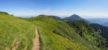 Yeşil, yaz otlakları arasında dar bir patika. Karpat Dağları 'ndaki güzel yaz manzarası