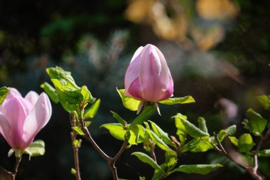 Koyu yeşil arka planda pembe manolya tomurcukları. Bahar bahçesinde çiçek açan manolya