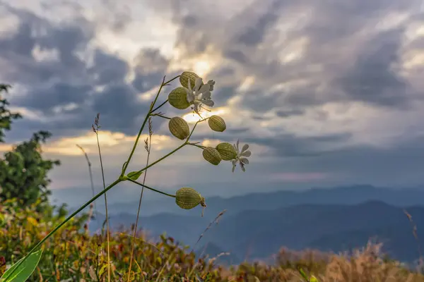stock image Blooming Silene on the edge of a cliff against the background of a cloudy evening sky